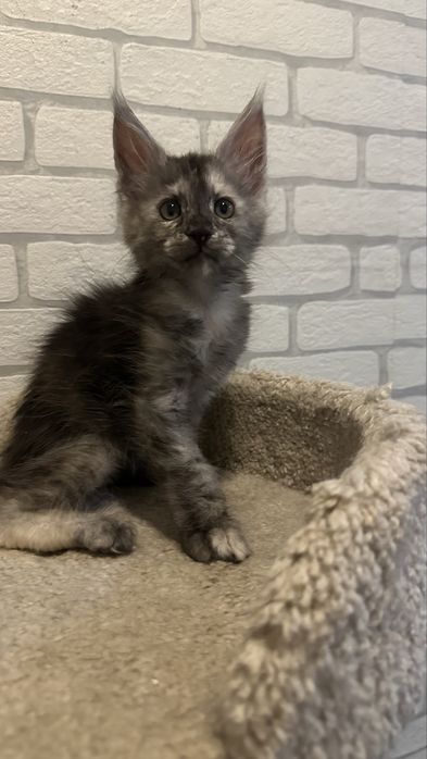 Котята_ питомник_ продажа