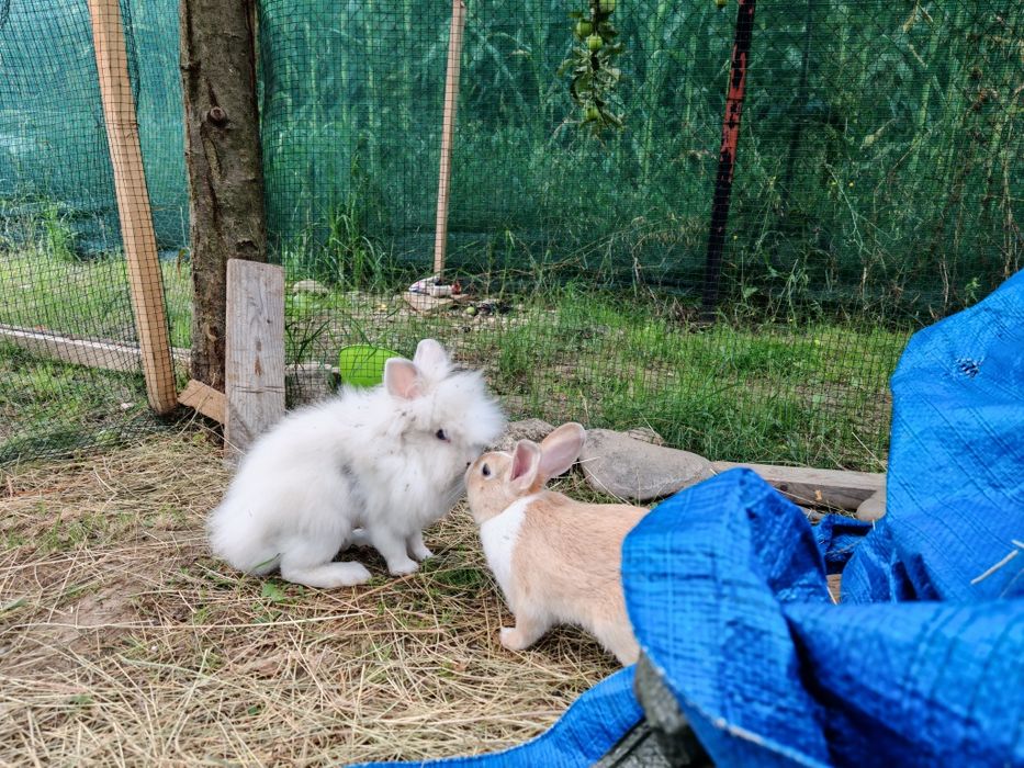 Iepuri pitici cu ochi albaștrii  Cap de leu