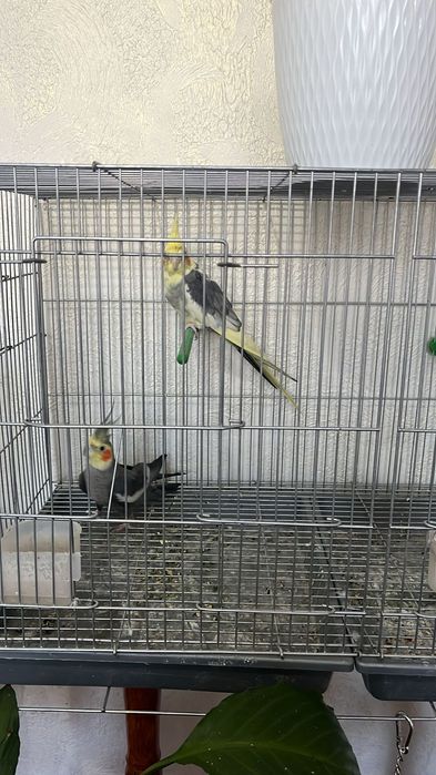 Корелла попугаи на продажу