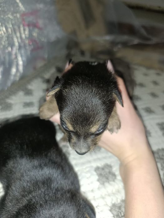 щенки в добрые руки