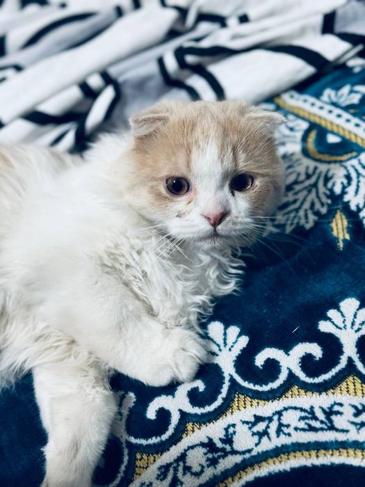 Продается котенок!