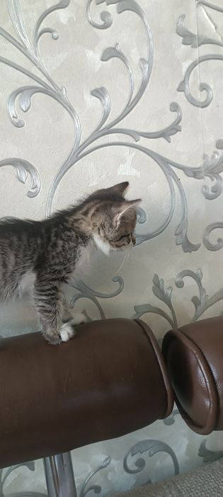 Отдам даром котят два мальчика и девочка