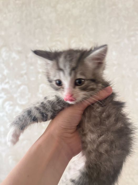 Котята мальчики и девочки