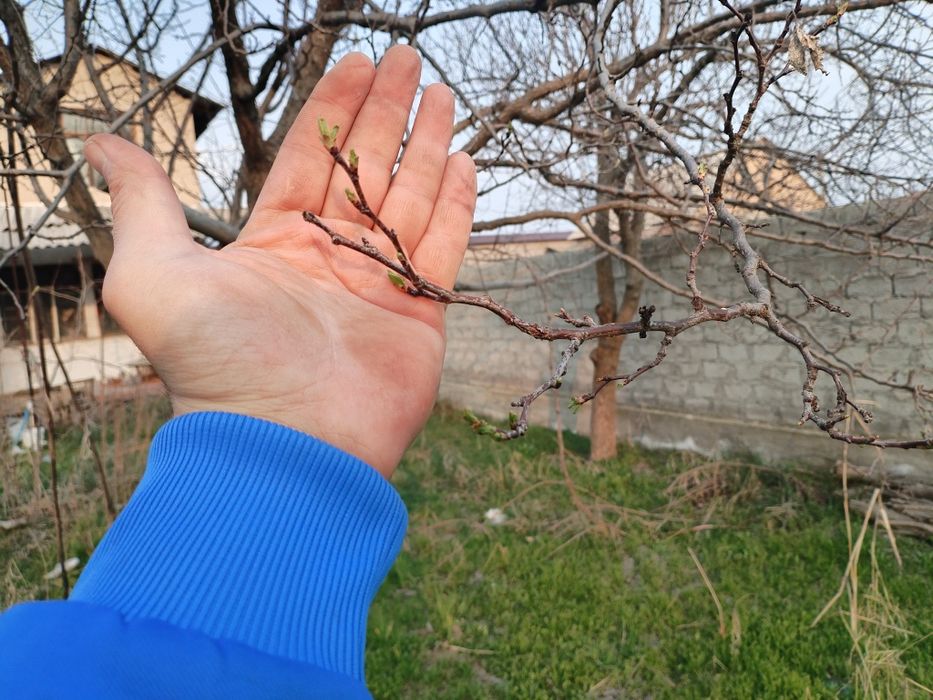 Dacha, dalahovli. Yangitul, golubiye ozera. 6 sotok 2 etaj, 4 hona