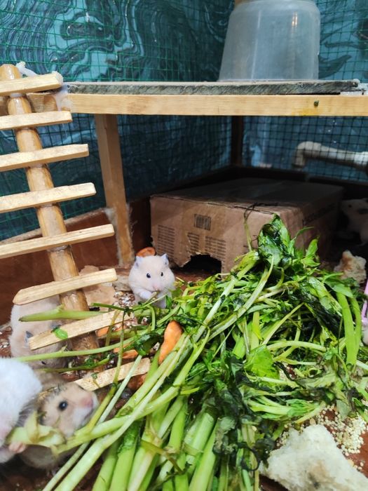 Хомяк сирийский мальчик