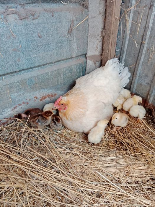 Домашние курочки