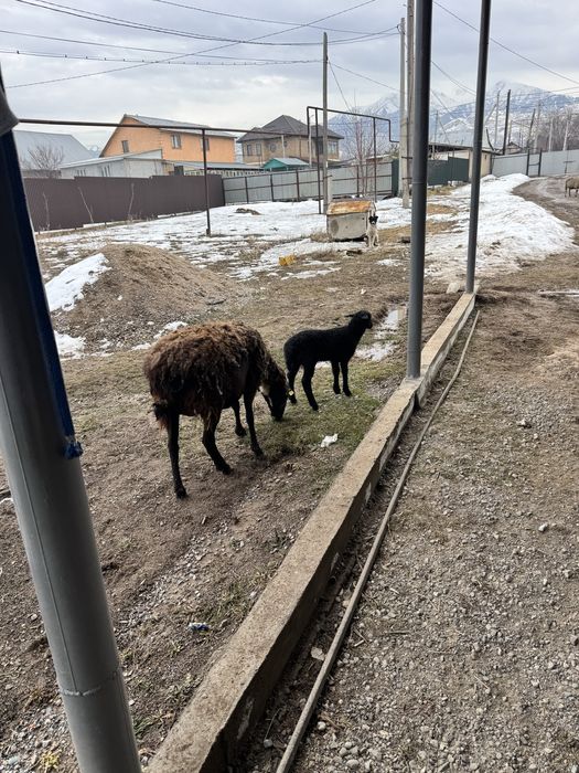 Қозылы қой баран