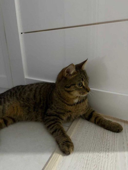 Кастрированный домашний котик