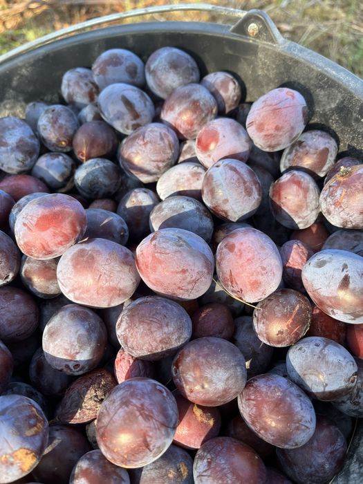 Vand prune proaspete