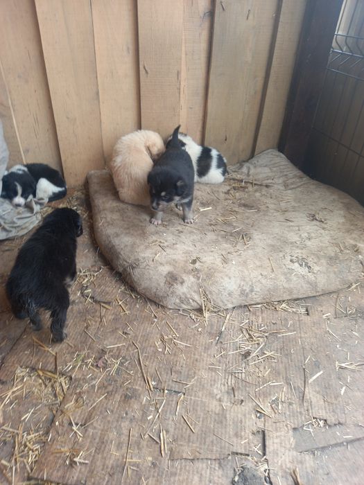 Щенки 5 недель малышам нужен дом