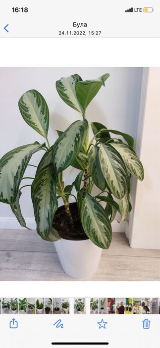 Комнатные цветы