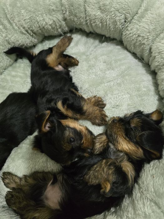 Йоркширский терьер