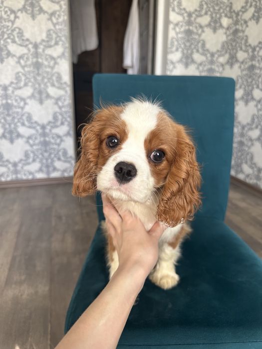 Продаются Щенки Кавалер Кинг Чарльз Спаниель