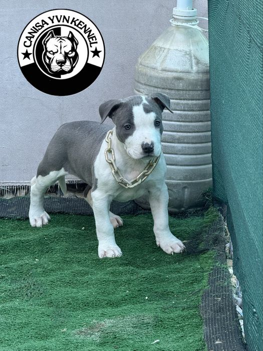 Amstaff blue.