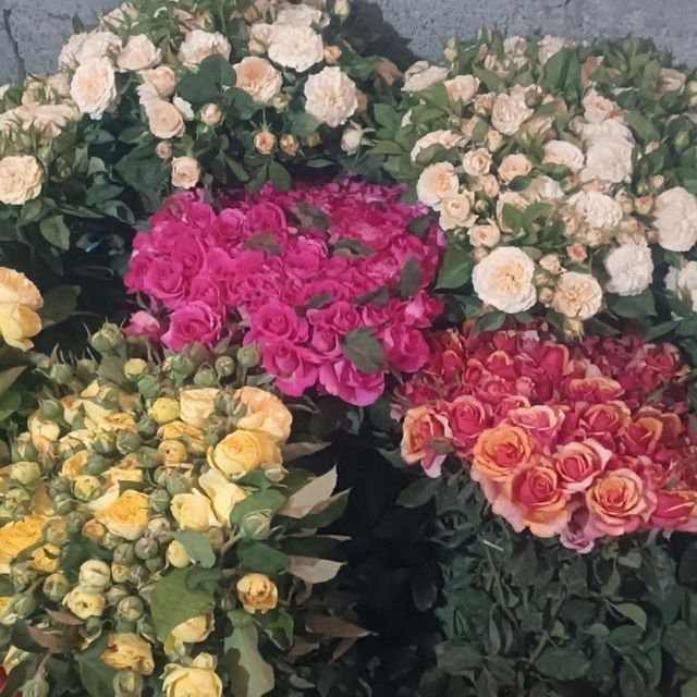 Atirgul kochatlari sortlari