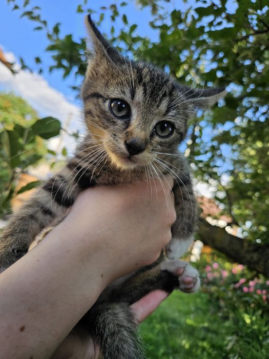 Pui de pisică spre adopție
