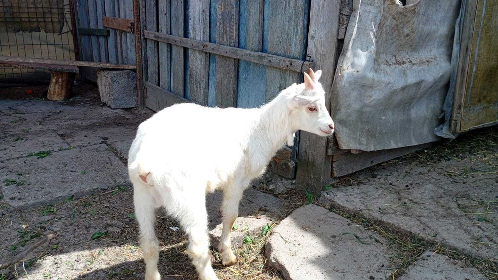 Iezi de vanzare ,4 bucati in Lugoj (2 masculi si 2 femele)