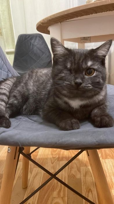 Отдадим даром кошечку!