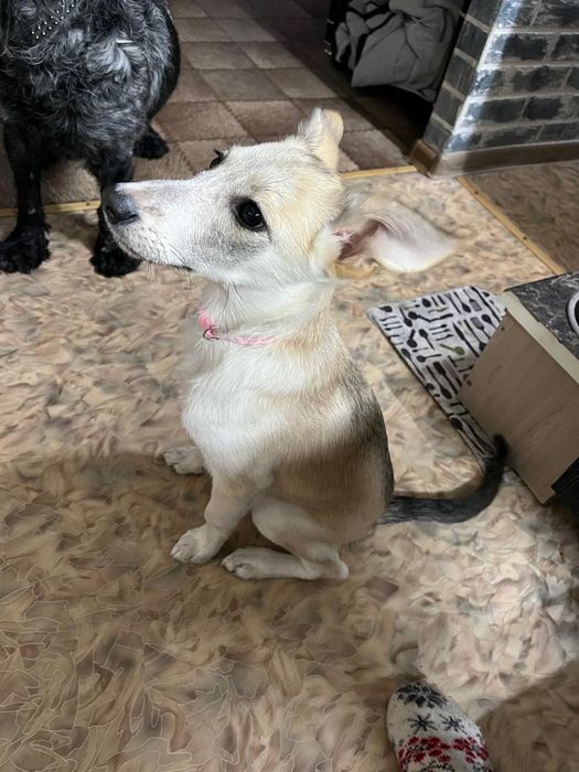 Бесплатно отдам щенка