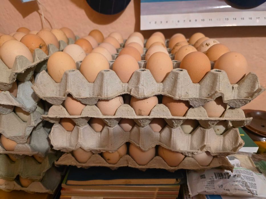 Домашни яйца от свободни кокошки