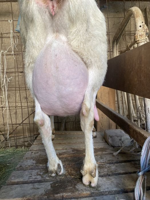 Эчки занин.