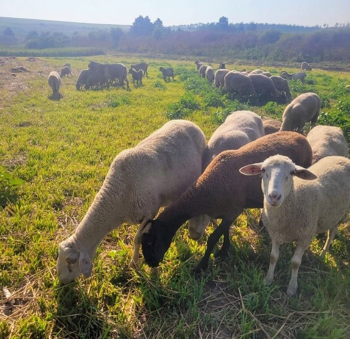 Продавцам овце, кози, ярета
