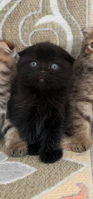 Шотландская вислоухие котята