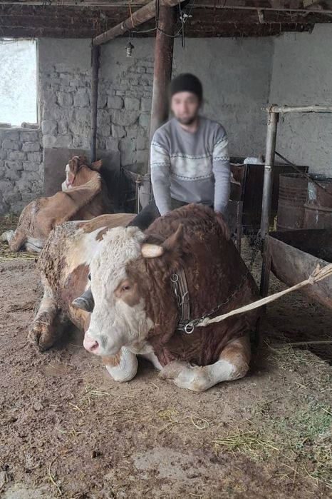 Smental buqa sotiladi