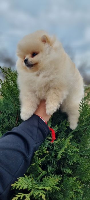 Померанче померан