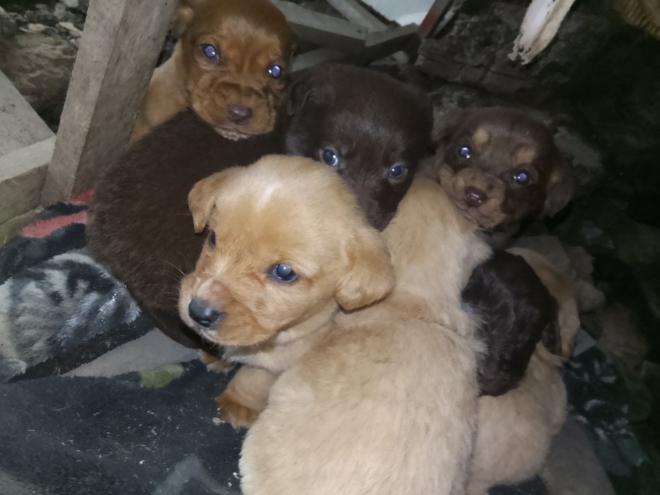 Милые щенки 7 штук