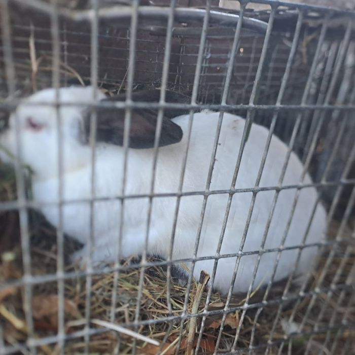 Продам больших кроликов