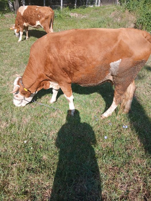 Vand vaca tanara