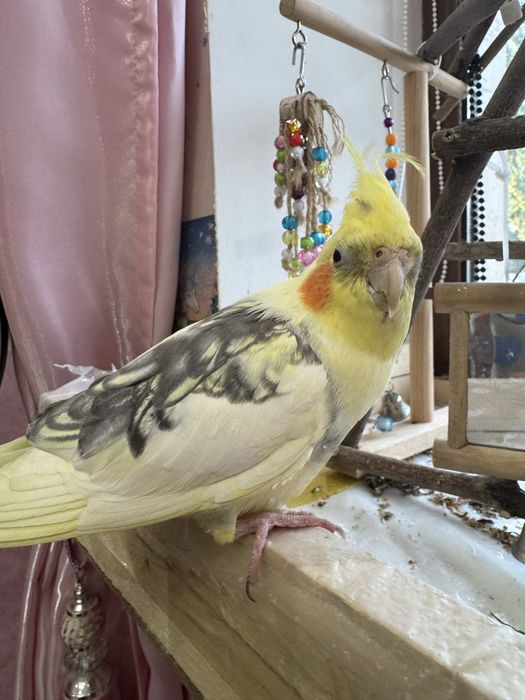 Попугай корелла говорящий ручной