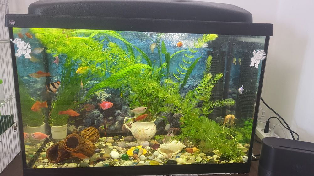 Продам аквариум с рыбками