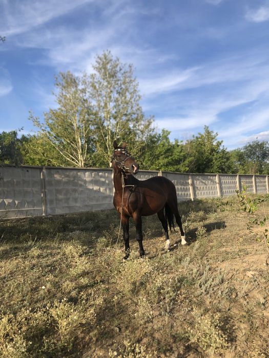 Продаём Жеребца!!!