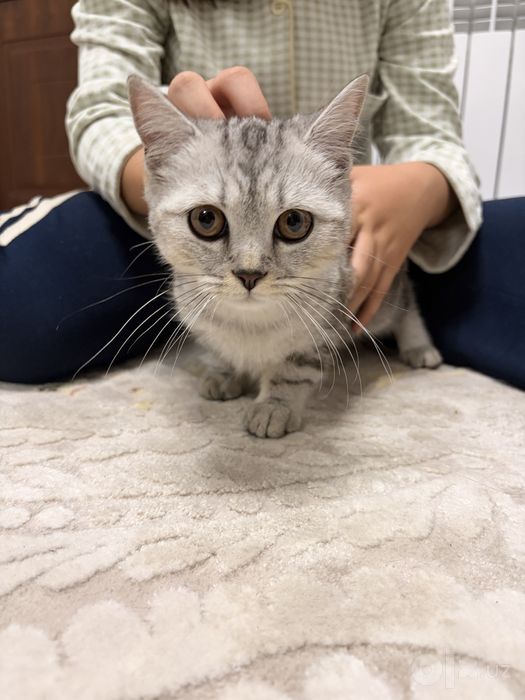 Британский шиншила котенок