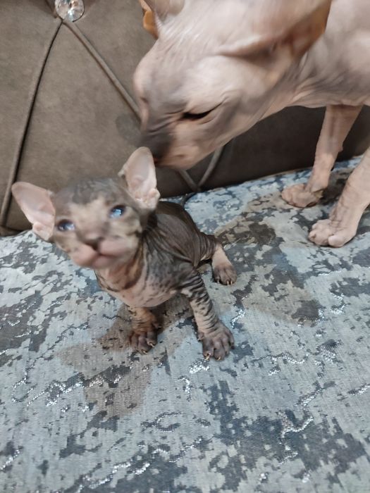 Сфинкс Питерболд