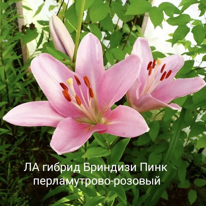 Продам луковицы сортовых высокорослых  лилий.