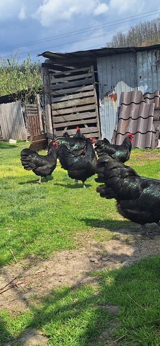 Gaini si cocosi de australorp si tineret