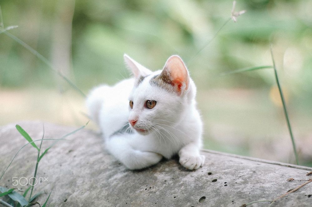 Nikon D70s фотоапарат + два обектива и аксесоари Никон