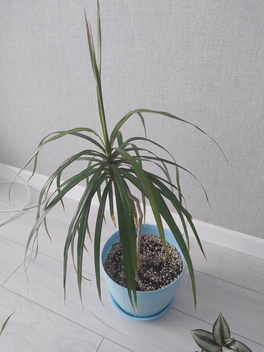 Продам комнатные цветы