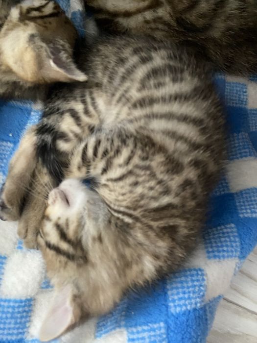 Котенок мальчик