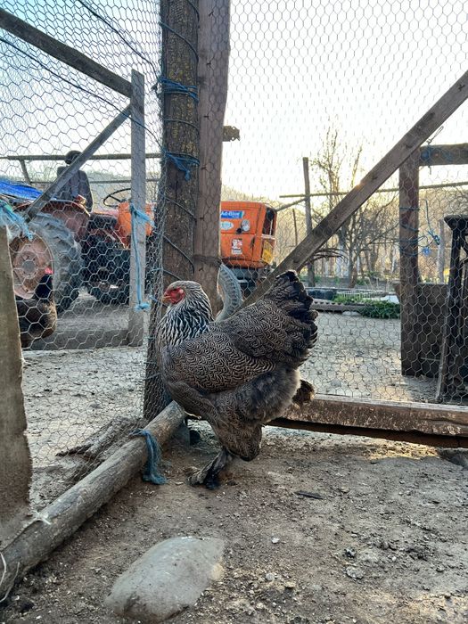 Brahma herminat inchis