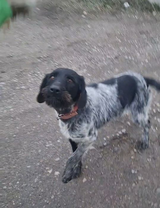 Продам Дратхаар щенка суку