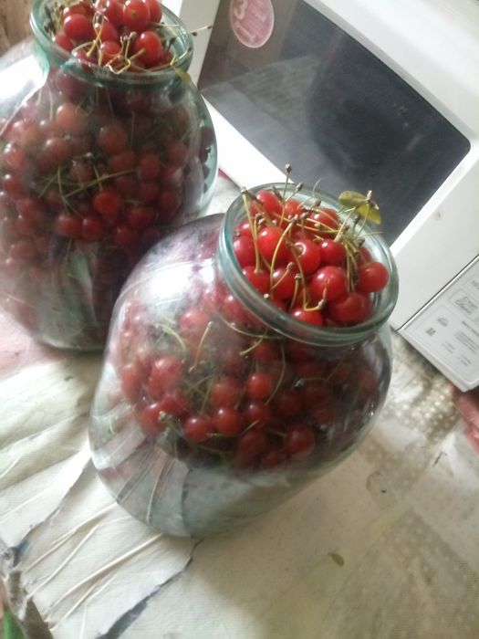 Вишня войлочная + мята