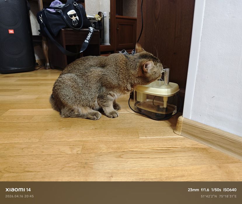 поилка для кота, новая