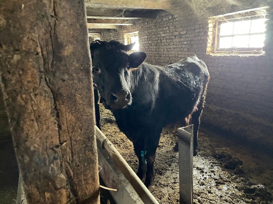 Продам бычков ..