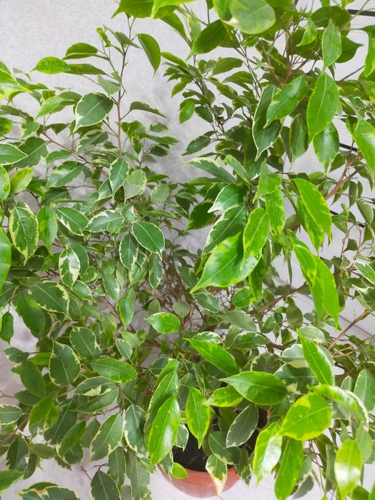 Фикус Бенджамина