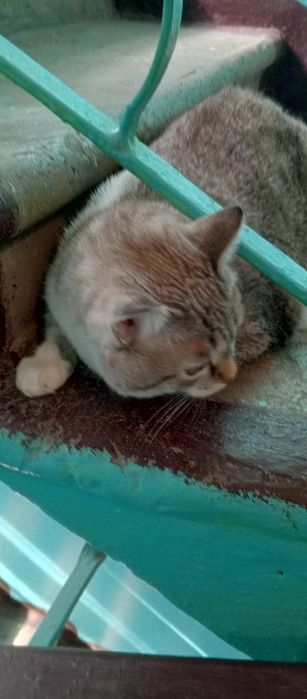 Чей потеряшка котик