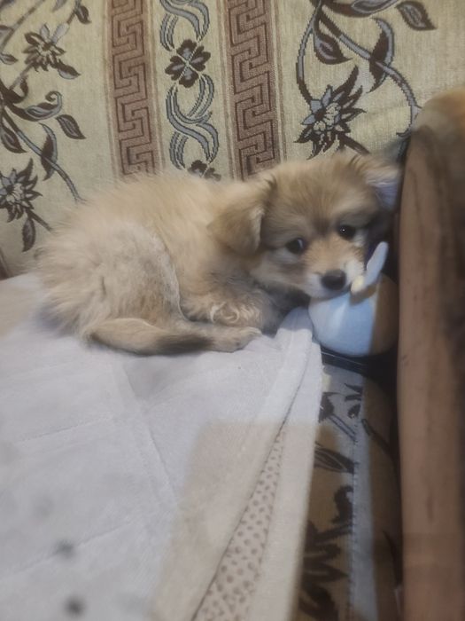 Шпиц 3 мес девочка милашка